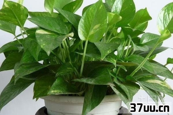怎样防电脑辐射