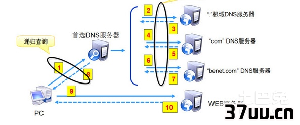 dns查询