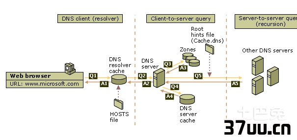 dns查询